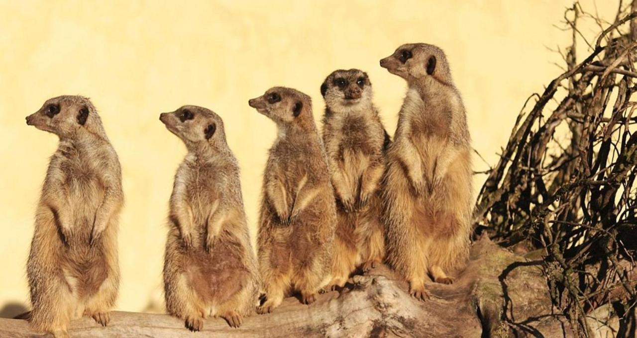Tierpark Entdeckerhaeuser Wagenfeld Екстериор снимка