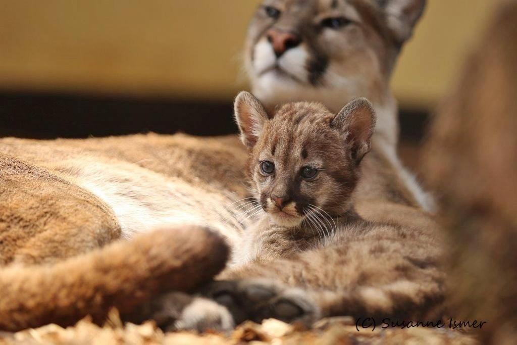 Tierpark Entdeckerhaeuser Wagenfeld Екстериор снимка