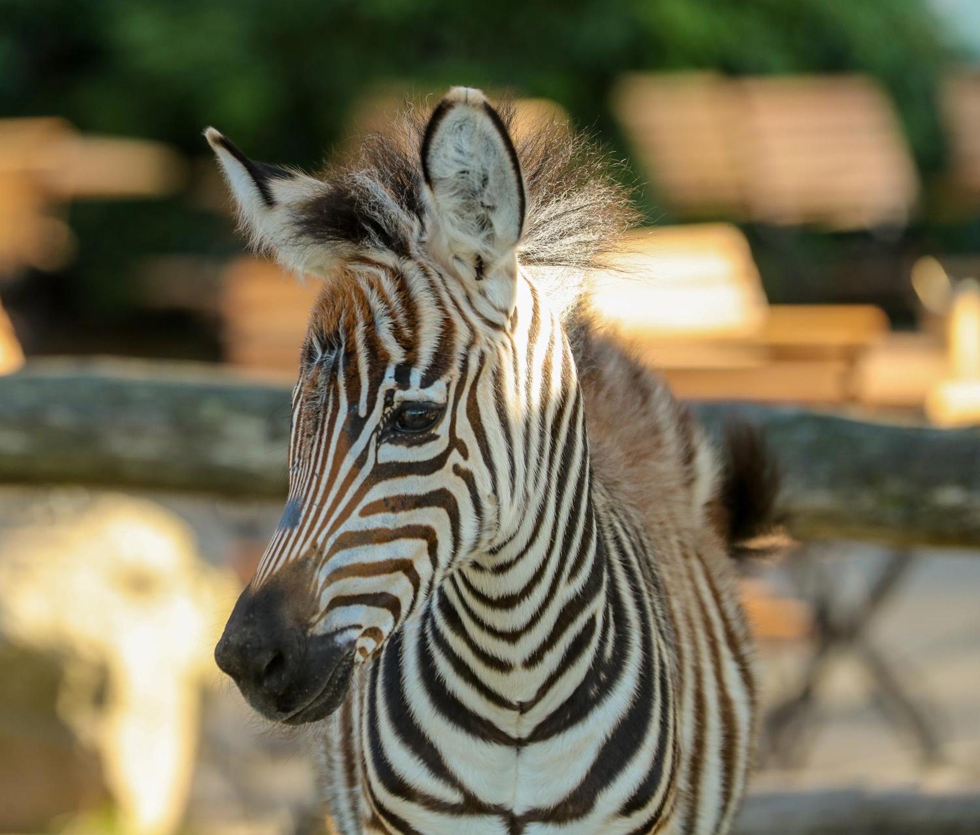 Tierpark Entdeckerhaeuser Wagenfeld Екстериор снимка